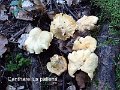 Cantharellus pallens-amf841-3